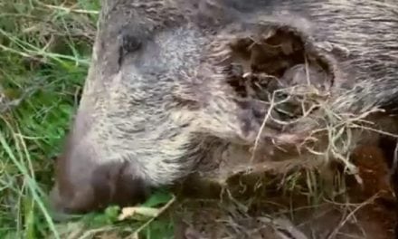 How Tough Are Wild Boar? Check This Out