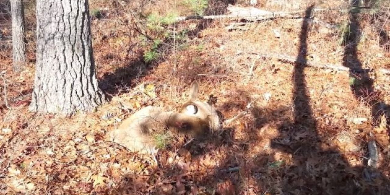 Hunter Almost Trips Over Sleeping Deer