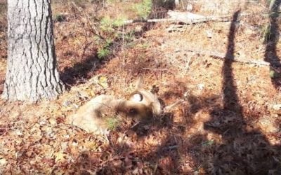 Hunter Almost Trips Over Sleeping Deer