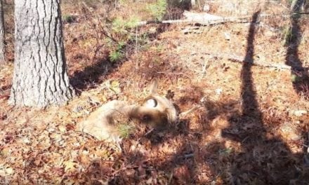 Hunter Almost Trips Over Sleeping Deer