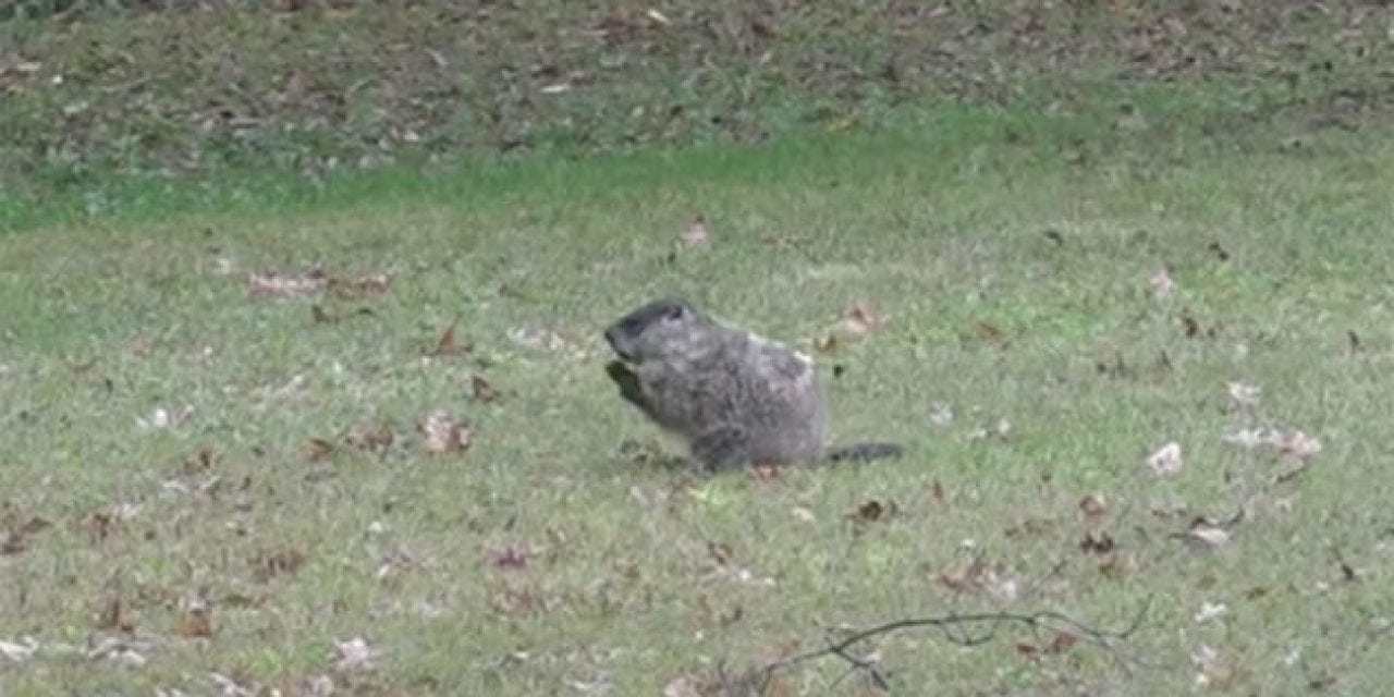 Hunter Nails Giant Groundhog With Bow From Kitchen Window