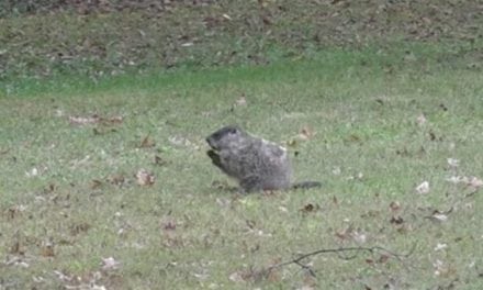 Hunter Nails Giant Groundhog With Bow From Kitchen Window