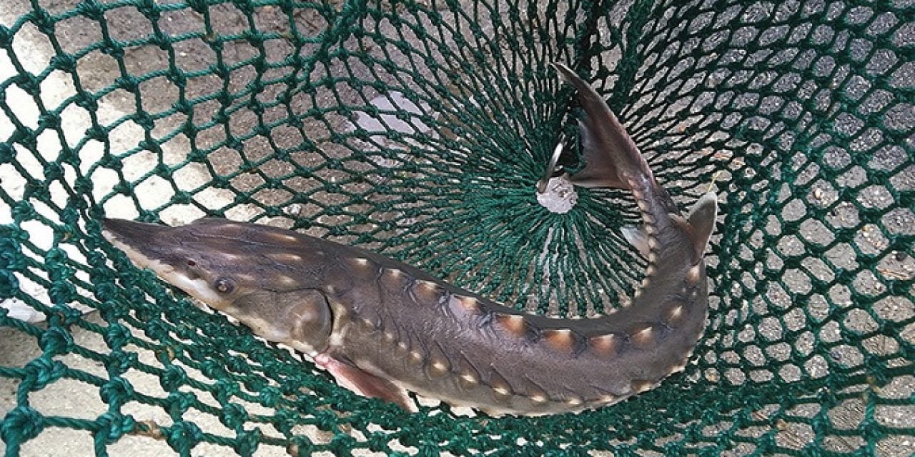 Hurdles For The Endangered Sturgeon of the James River