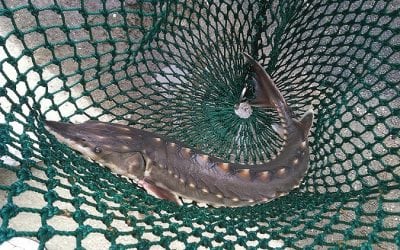 Hurdles For The Endangered Sturgeon of the James River