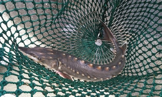 Hurdles For The Endangered Sturgeon of the James River