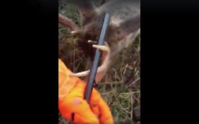 Incredible Encounter: Buck Fights Man on the Ground While Hunting