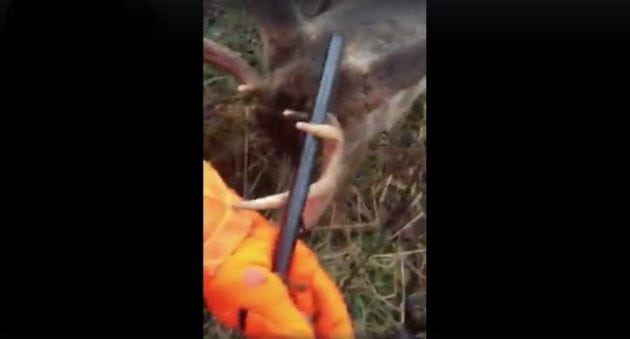 Incredible Encounter: Buck Fights Man on the Ground While Hunting