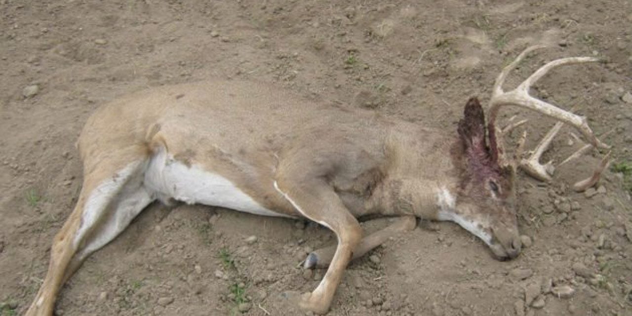 Kansas Game Wardens Looking for Leads on Poached Buck Left to Rot