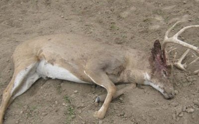 Kansas Game Wardens Looking for Leads on Poached Buck Left to Rot