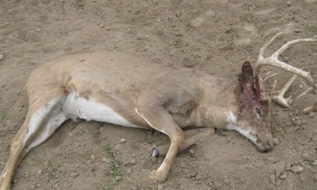 Kansas Game Wardens Looking for Leads on Poached Buck Left to Rot