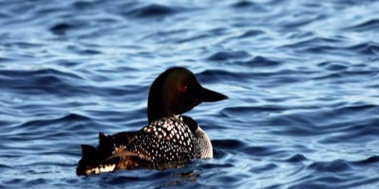 Lead Fishing Tackle is Killing Loons at an Alarming Rate