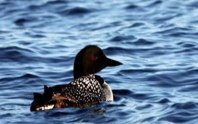 Lead Fishing Tackle is Killing Loons at an Alarming Rate