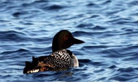 Lead Fishing Tackle is Killing Loons at an Alarming Rate