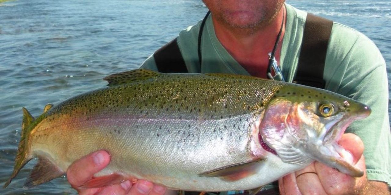 Long Rod River Trout