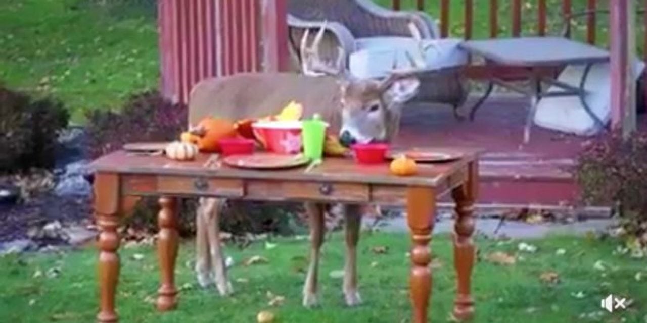 Mature Buck Enjoys Thanksgiving Feast in the Backyard