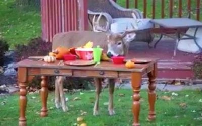 Mature Buck Enjoys Thanksgiving Feast in the Backyard
