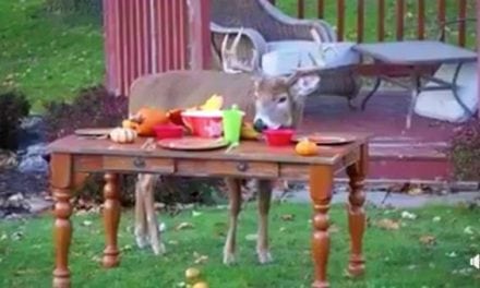 Mature Buck Enjoys Thanksgiving Feast in the Backyard