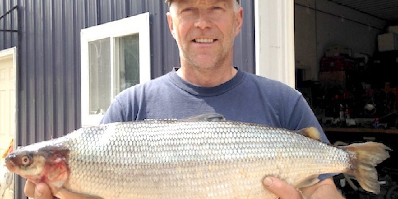 Michigan Announces New Record Cisco (lake herring) from Lake Ottawa