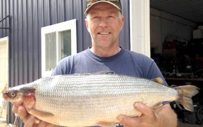 Michigan Announces New Record Cisco (lake herring) from Lake Ottawa