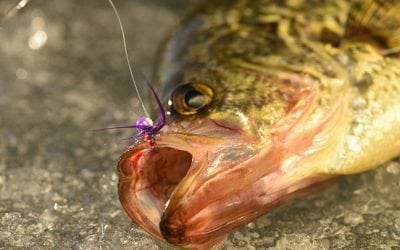 Must Have Ice Baits From Custom Jigs & Spins