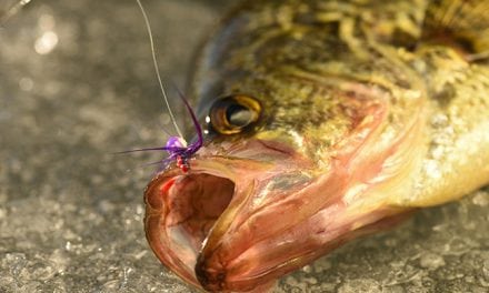 Must Have Ice Baits From Custom Jigs & Spins