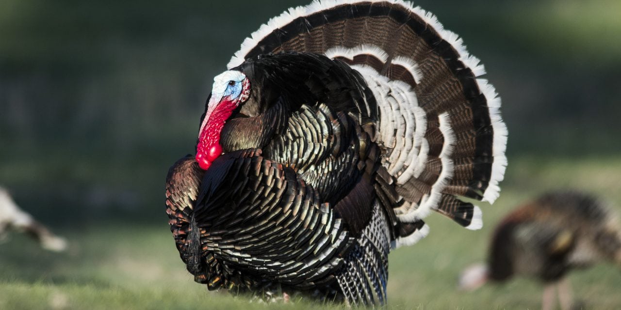 Nebraska spring turkey hunters report high satisfaction, success