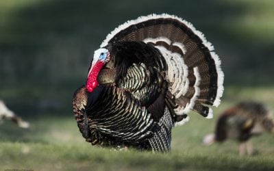 Nebraska spring turkey hunters report high satisfaction, success