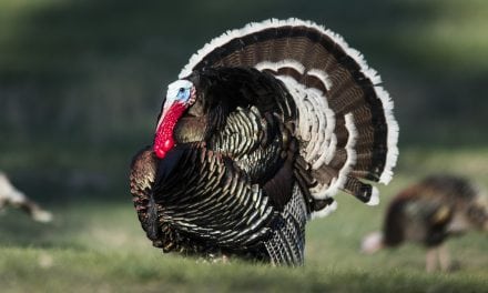 Nebraska spring turkey hunters report high satisfaction, success