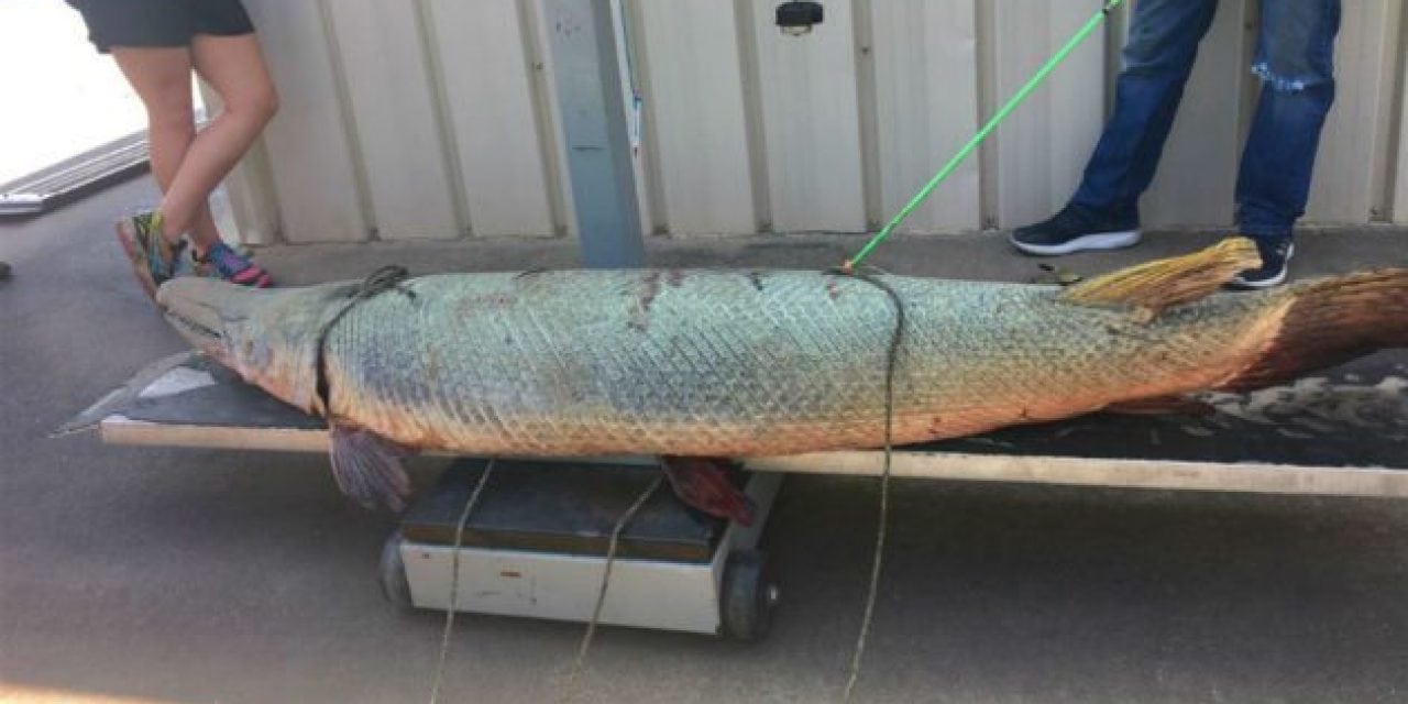 New Alligator Gar Record from Brazos River is 60-Year-Old Giant