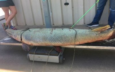 New Alligator Gar Record from Brazos River is 60-Year-Old Giant