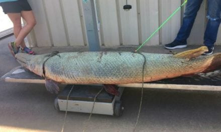 New Alligator Gar Record from Brazos River is 60-Year-Old Giant