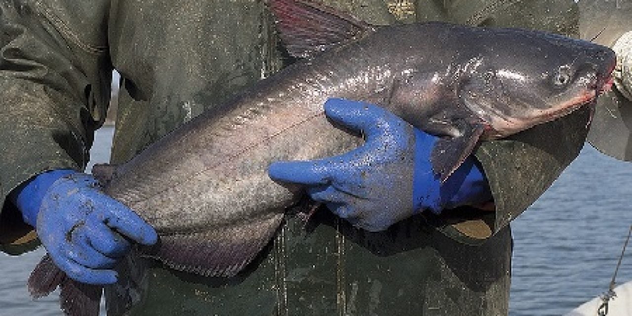 New catfish reg threatens watermen’s livelihood on Chesapeake Bay