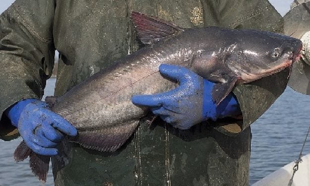New catfish reg threatens watermen’s livelihood on Chesapeake Bay