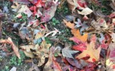 New Mechanical Broadheads for Deer Hunting