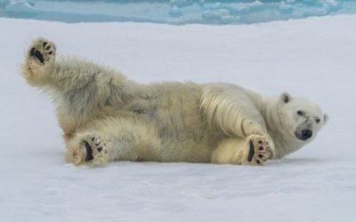 Olympus OM-D System: Creative Mobility