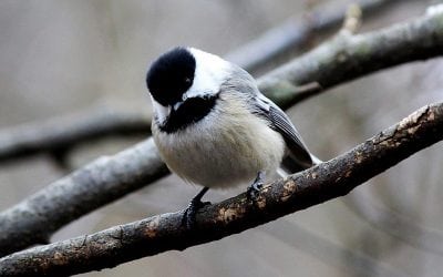 Pay Attention To Nature’s Sounds When Deer Hunting