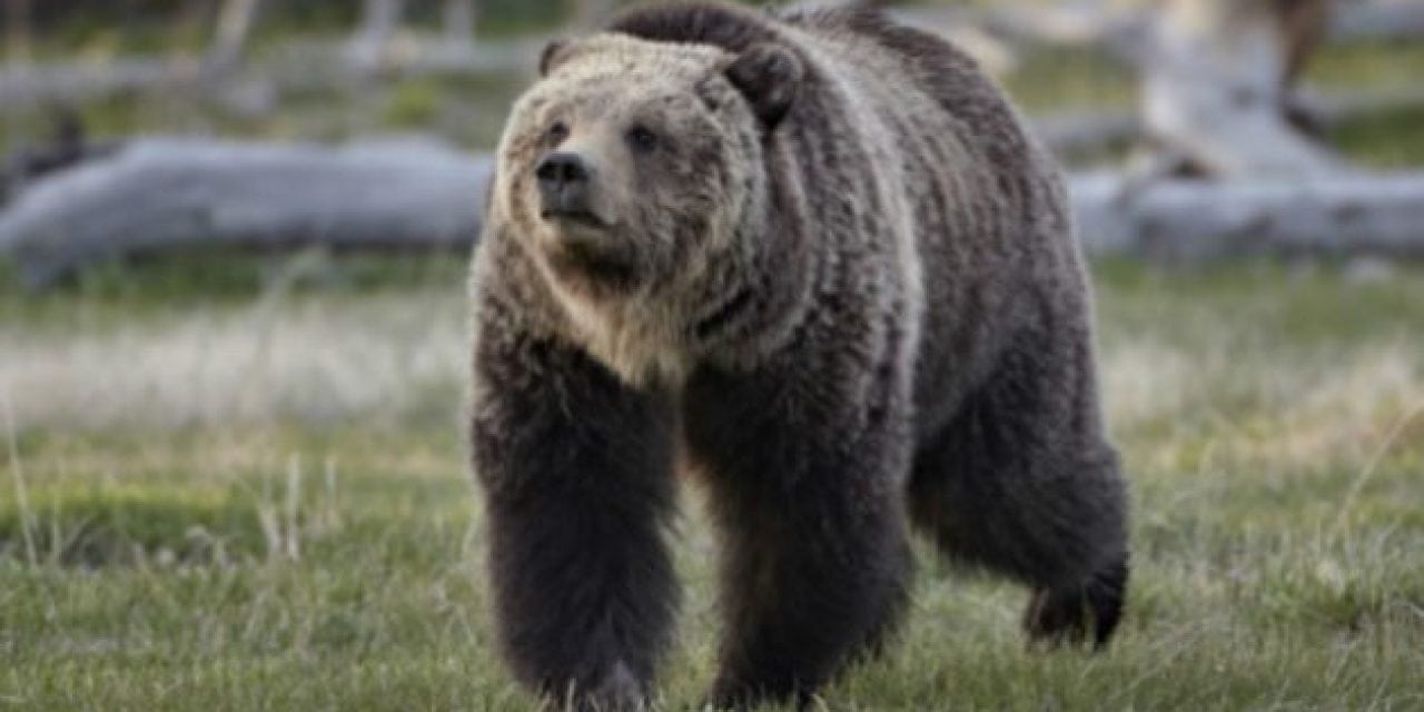 Pheasant Hunter Shoots and Kills Charging Grizzly Bear