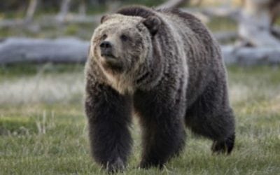 Pheasant Hunter Shoots and Kills Charging Grizzly Bear