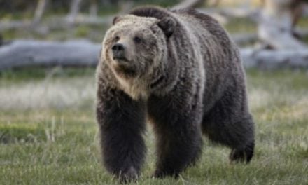 Pheasant Hunter Shoots and Kills Charging Grizzly Bear