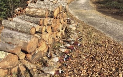 Celebrating Fall with an English Pheasant Hunt