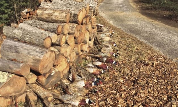 Celebrating Fall with an English Pheasant Hunt