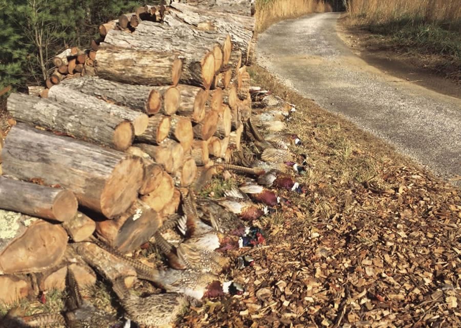 Celebrating Fall with an English Pheasant Hunt