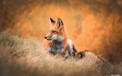 Photo Of The Day By Julie Audet