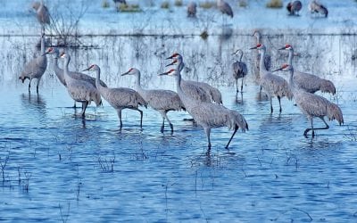 Photo Of The Day By Tom Olejniczak