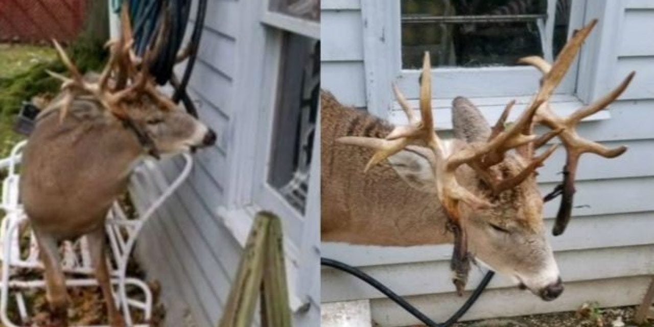 Police Help Monster Non-Typical Buck Stuck on Hose in Ohio