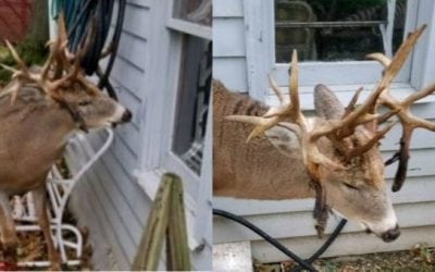 Police Help Monster Non-Typical Buck Stuck on Hose in Ohio