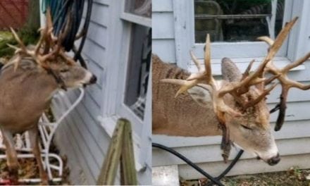 Police Help Monster Non-Typical Buck Stuck on Hose in Ohio
