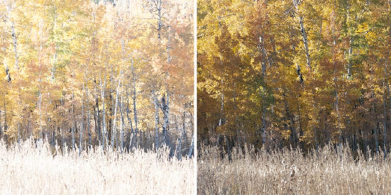 Processing For Neutral Fall Color Photos