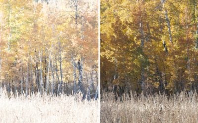 Processing For Neutral Fall Color Photos