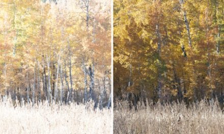 Processing For Neutral Fall Color Photos